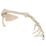 3B Scientific A46L, A46R Scheletro del Braccio con Scapola e Clavicola + software gratuito di anatomia - 3B Smart Anatomy