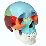 Cranstein A-216 Modello di cranio per osteopatia | dipinto didatticamente | Studi e formazione medica | Spina teschio | Modello di anatomia del cranio | Modello di teschio con magneti